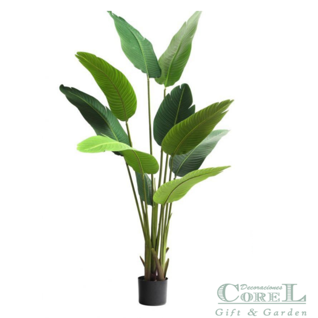 Planta Decorativa Palmera Sterlitzia 160Cm (Flor De Pajaro)-2