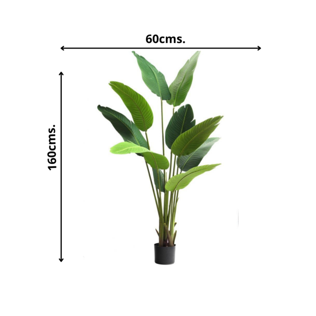 Planta Decorativa Palmera Sterlitzia 160Cm (Flor De Pajaro)-3