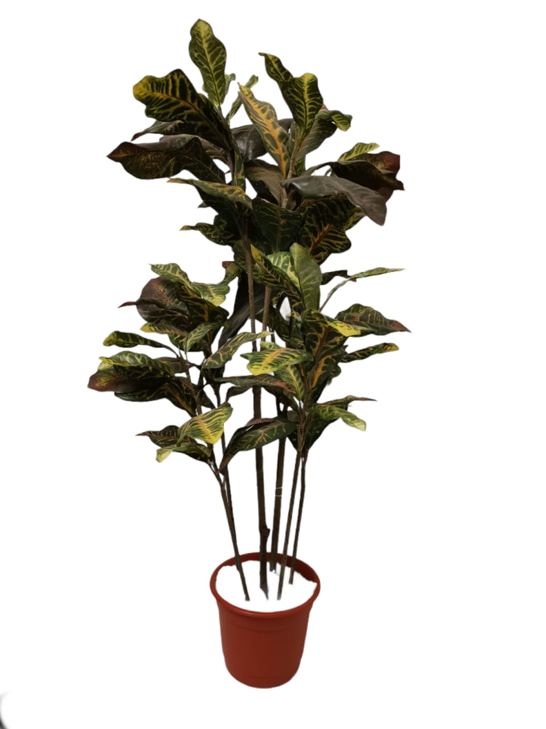 PLANTA DECORATIVA COREL ARBOL CROTON 120CM-0