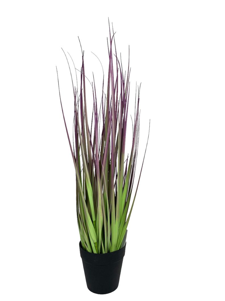 PLANTA DECORATIVA COREL PASTO CEBOLLA MORADO 53CM-0