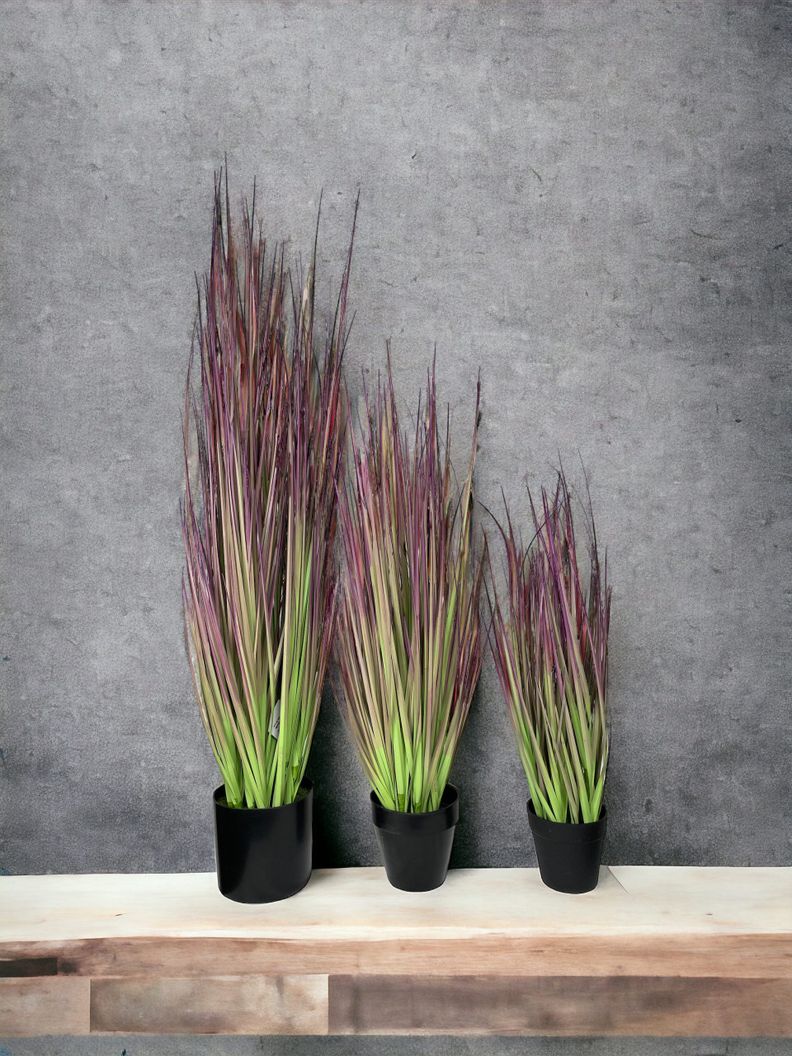 PLANTA DECORATIVA COREL PASTO CEBOLLA MORADO 53CM-3