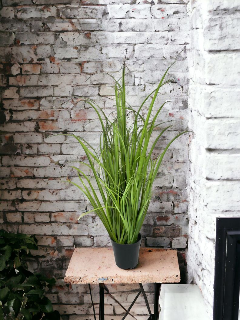 Planta Decorativa Pasto Crespo 91Cm-1