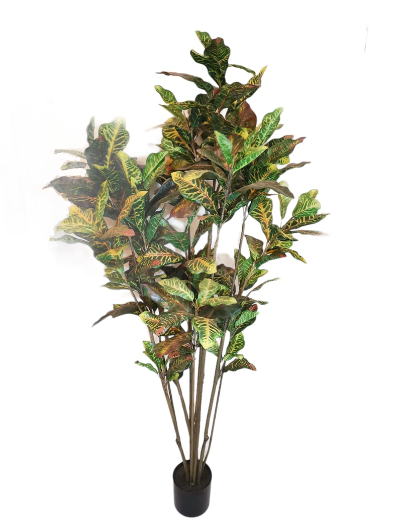PLANTA DECORATIVA COREL ARBOL CROTON 180CM-0