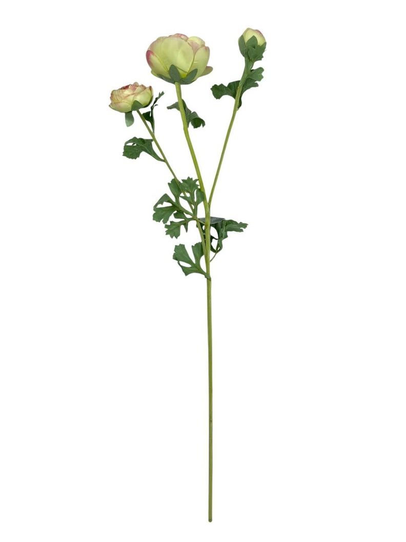 Ranunculo Verde Rosa 73cm Con Textura Realista