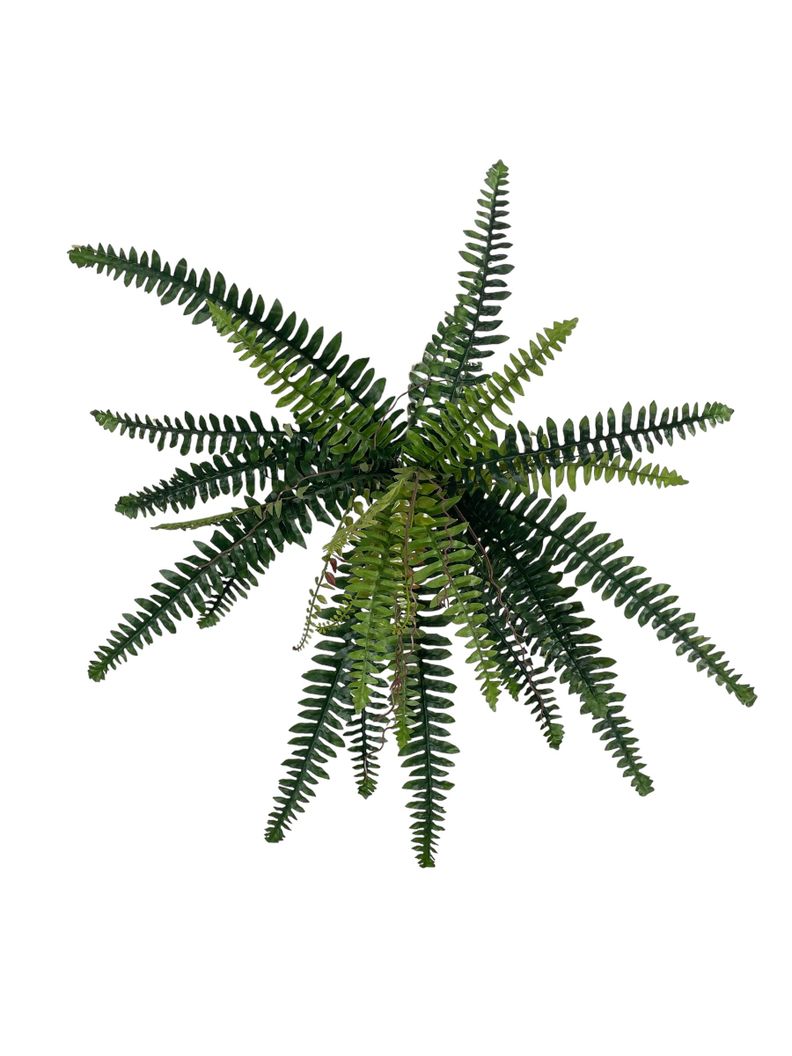 Planta Decorativa Helecho Boston 50Cm-0