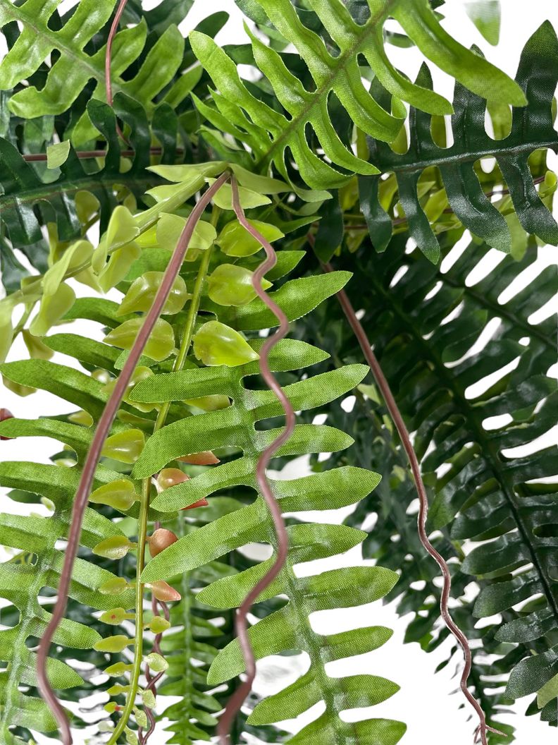 Planta Decorativa Helecho Boston 50Cm-1