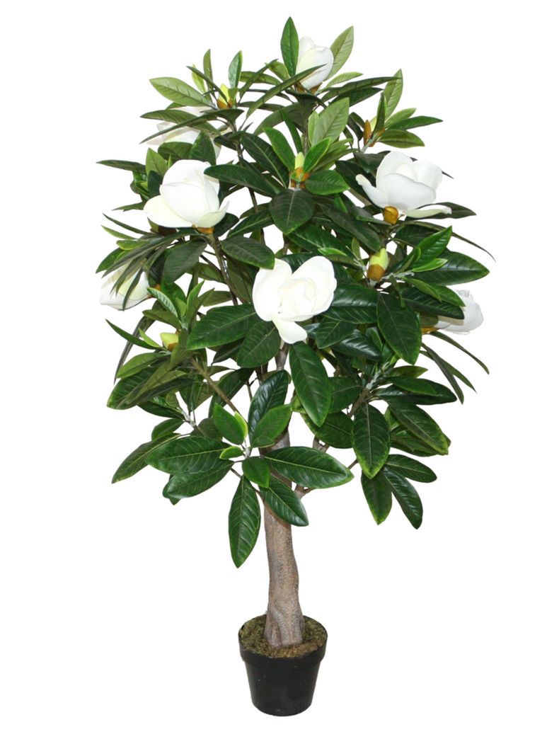 Arbol de Magnolio blanco de 130 cm-0