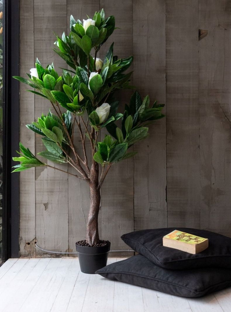 Arbol de Magnolio blanco de 130 cm-1