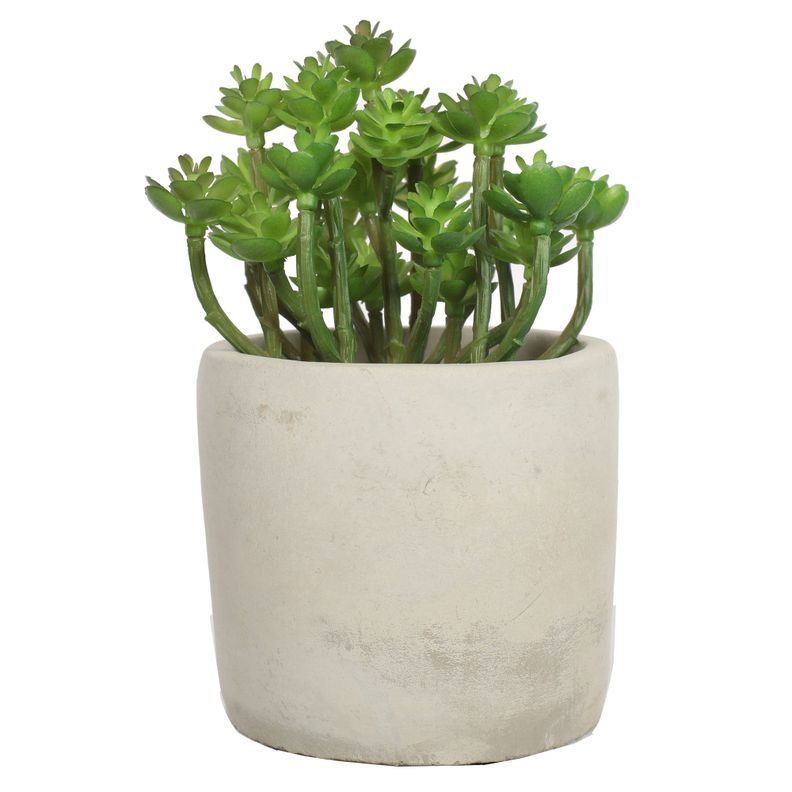 Suculentas 15 cm, con macetero Verde