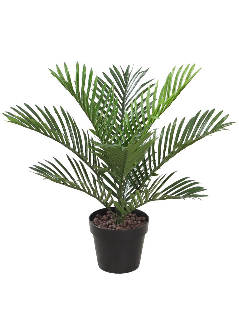 Palmera MIni de 60 cm-0