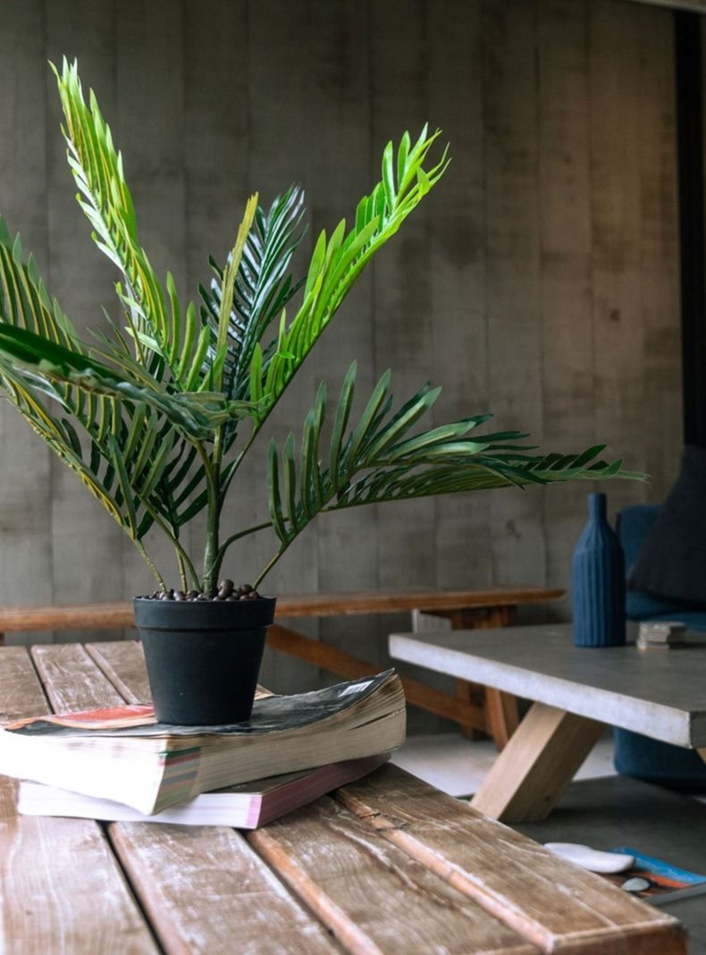Palmera MIni de 60 cm-1