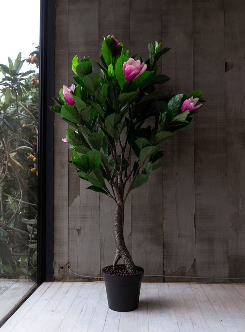 Arbol de Magnolio rosado de 125 cm-1