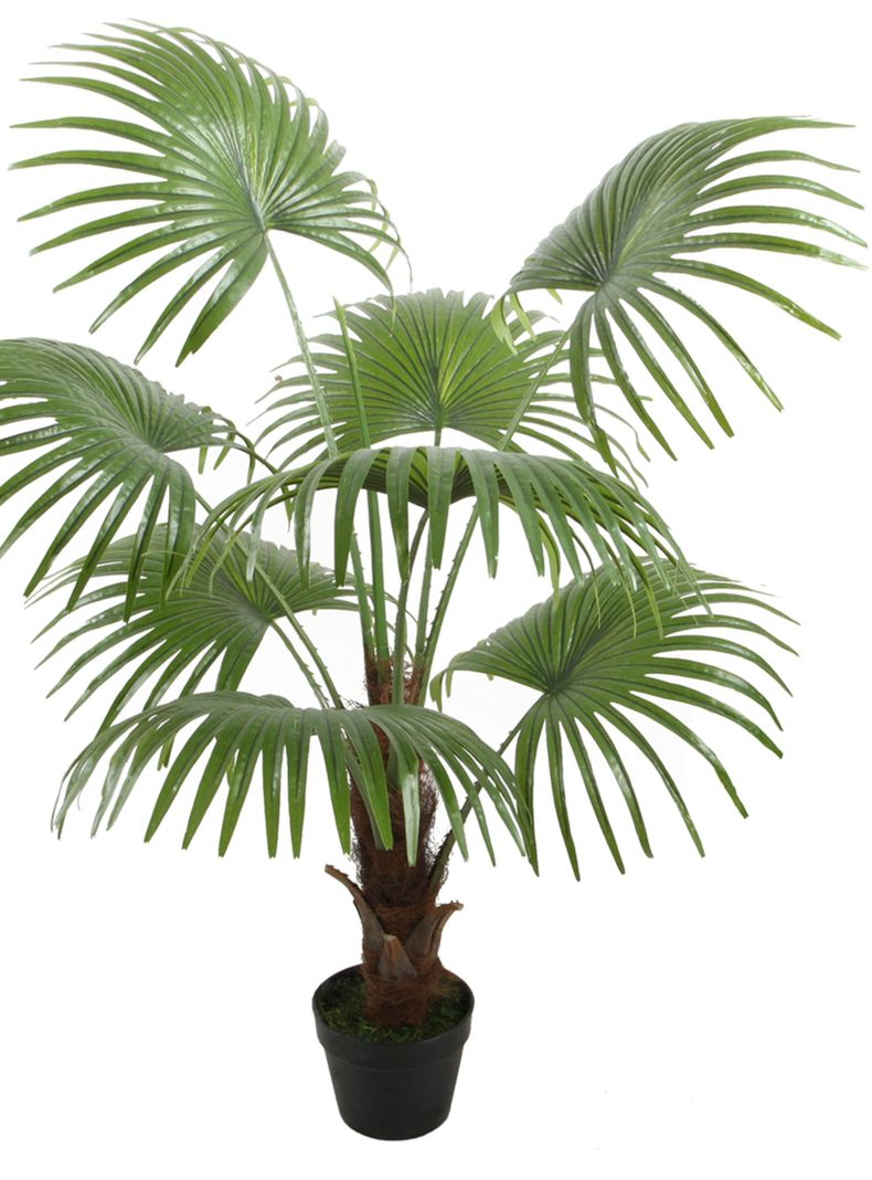 Palmera Abanico de 120 cm-0
