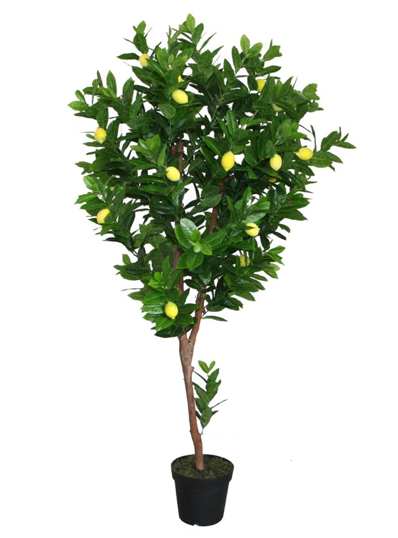 Arbol Limonero de 190 cm-0