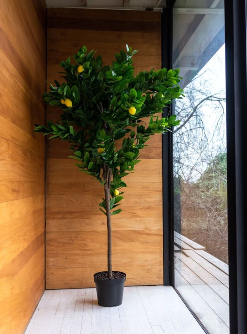 Arbol Limonero de 190 cm-1