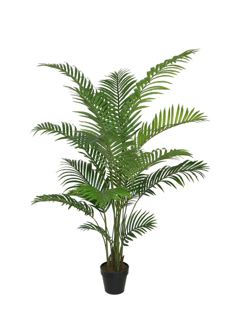 Palmera Areca de 175 cm-0
