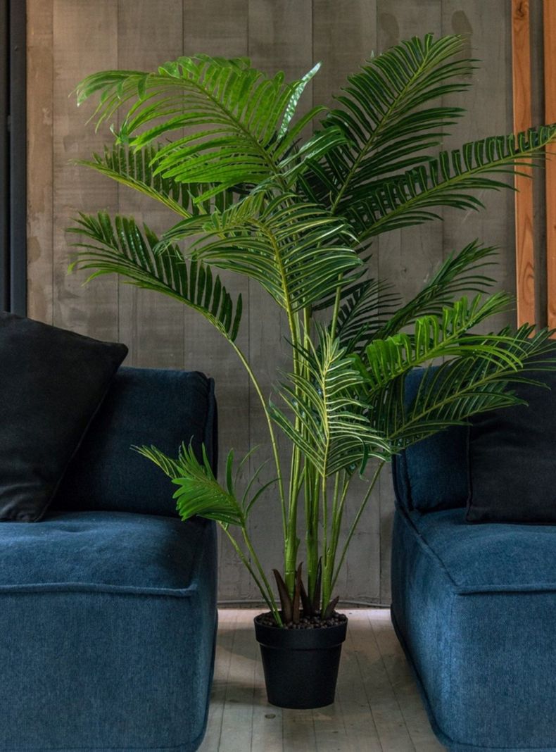 Palmera Areca de 175 cm-1