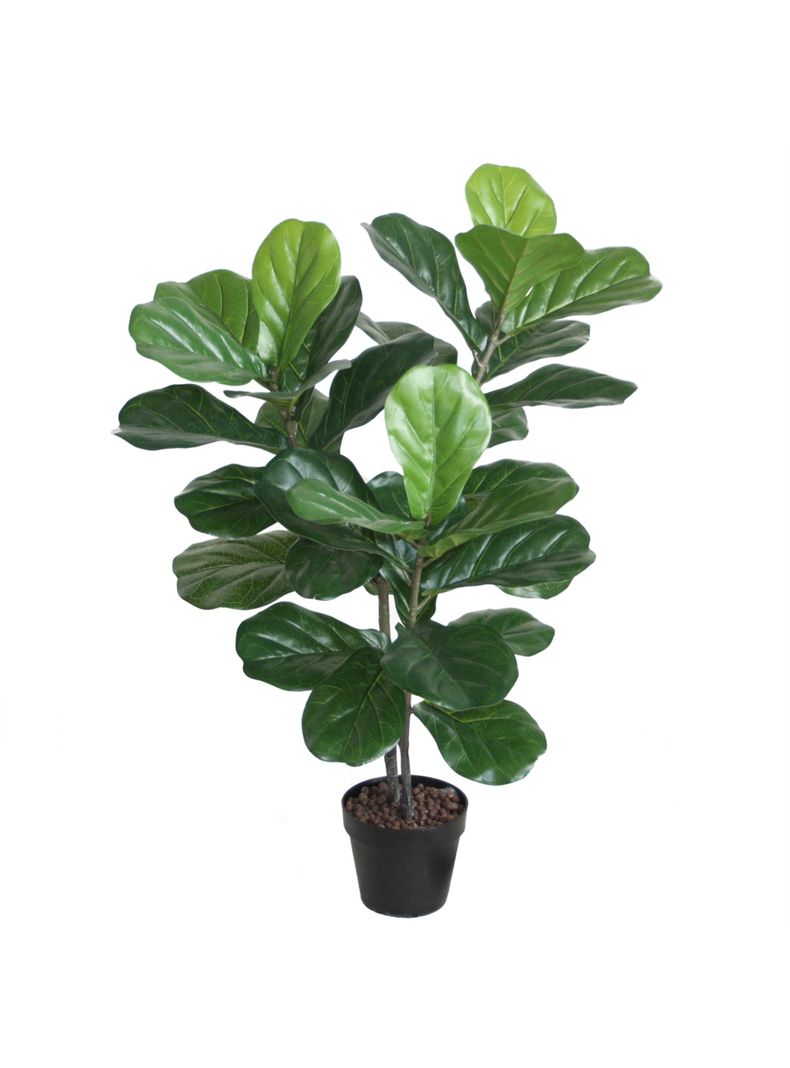 Ficus Lyrata de 100 cm-0