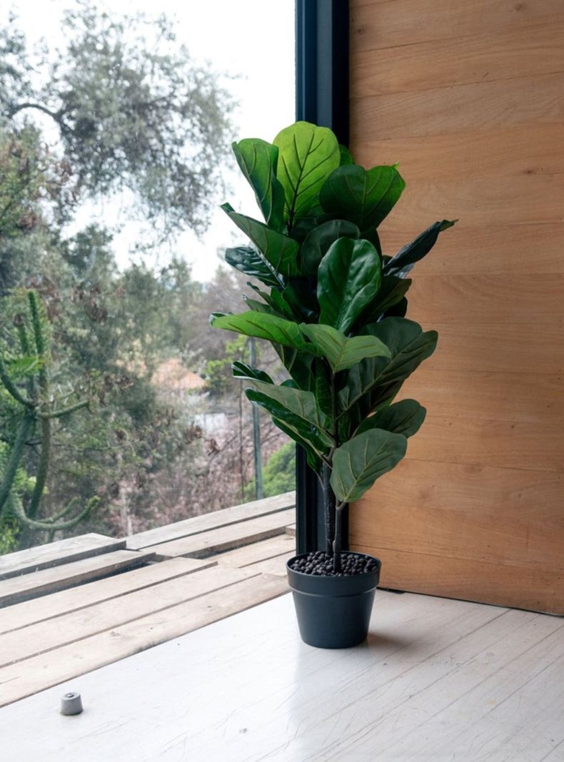 Ficus Lyrata de 100 cm-1