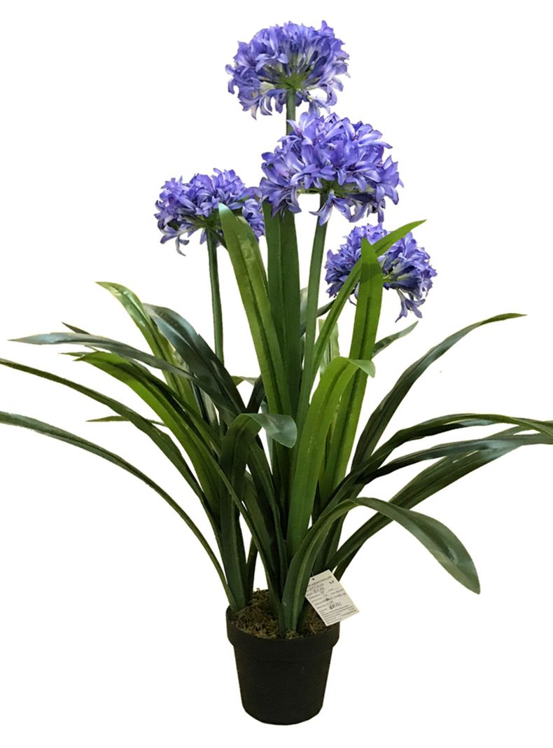 Narciso Morado de 100 cm