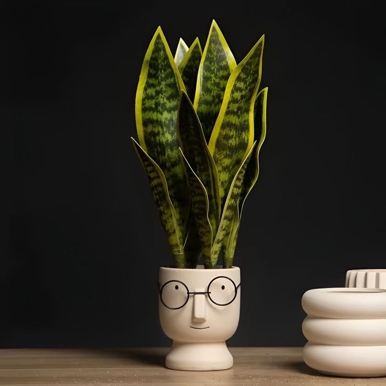 Set 2 Flor Planta Serpiente Hogar Jardin Tienda Realista Lau-1