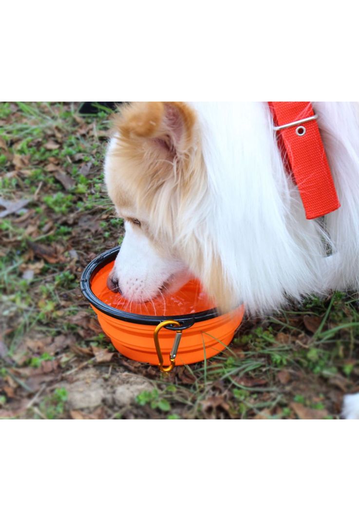 Plato Comida Para Mascotas Perro Gatos Plegable-3