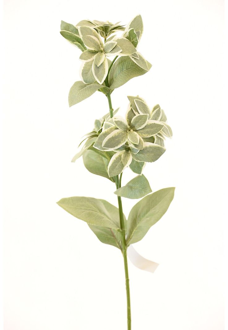 Hoja Croton