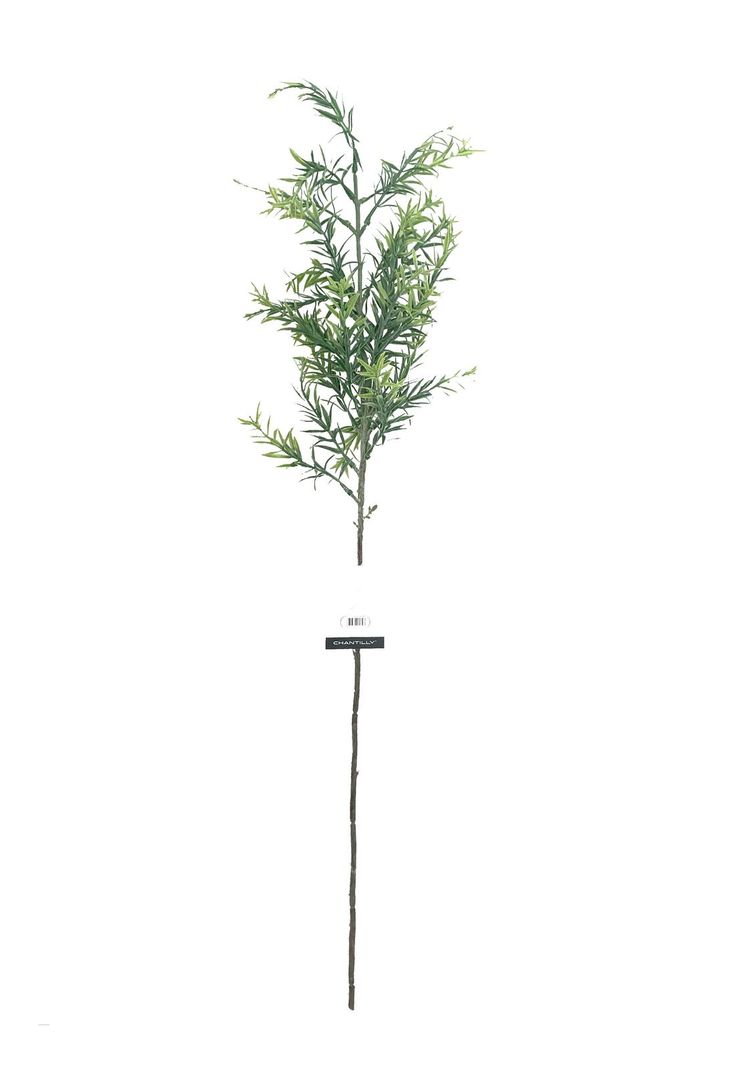 Planta Muro 80Cm Dsn1-0