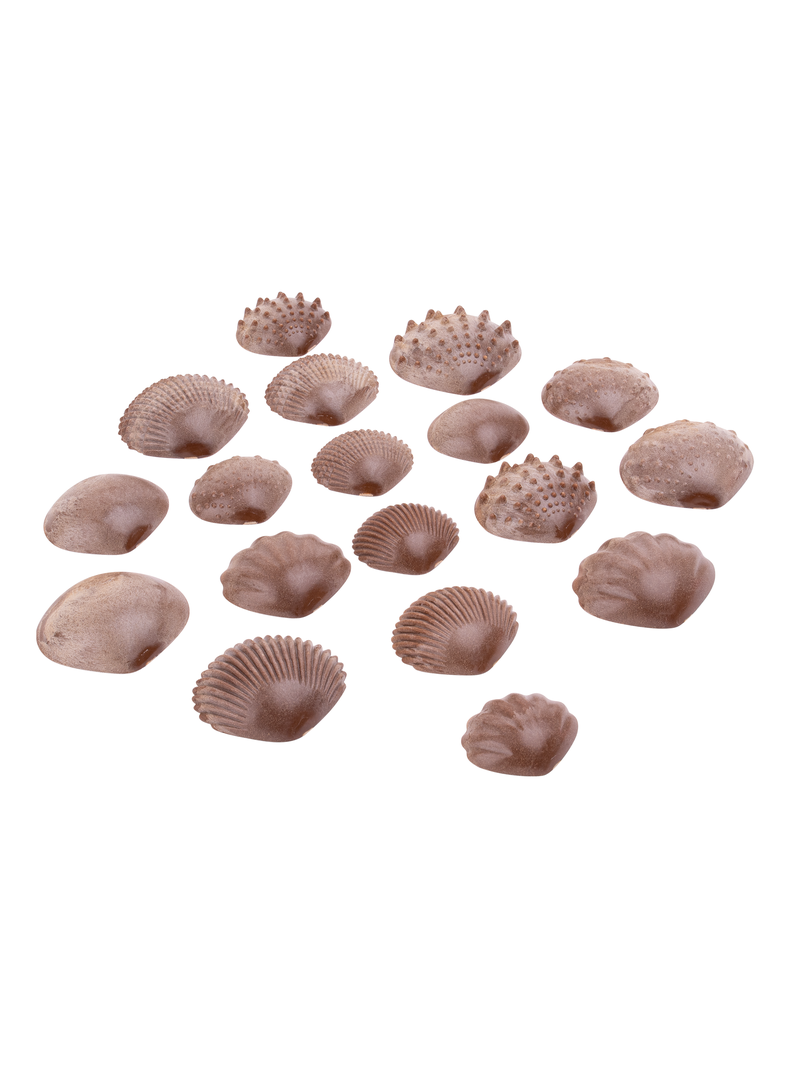 SET DE CONCHAS CON TEXTURA